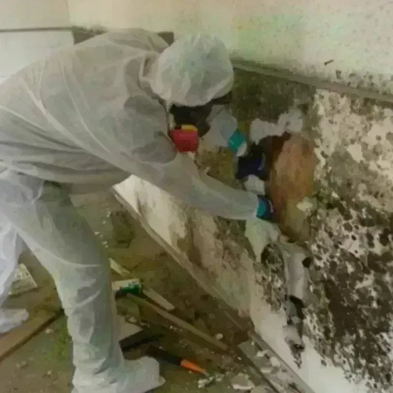 Mold Remediation and Removal in Dupont, PA